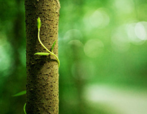 Belajar Fotografi : Apa Itu Foto Bokeh ?