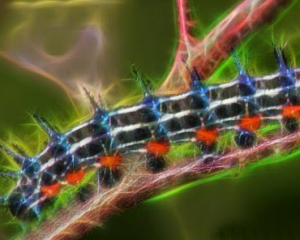 Tutorial Photoshop : Effect Makro Fractalius
