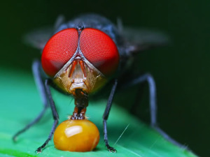 Belajar Fotografi : Mengenal Teknik Fotografi Makro